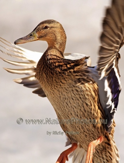 WildLife Photos of Birds, Geese, Ducks & others, Mallard, Anas platyrhynchos